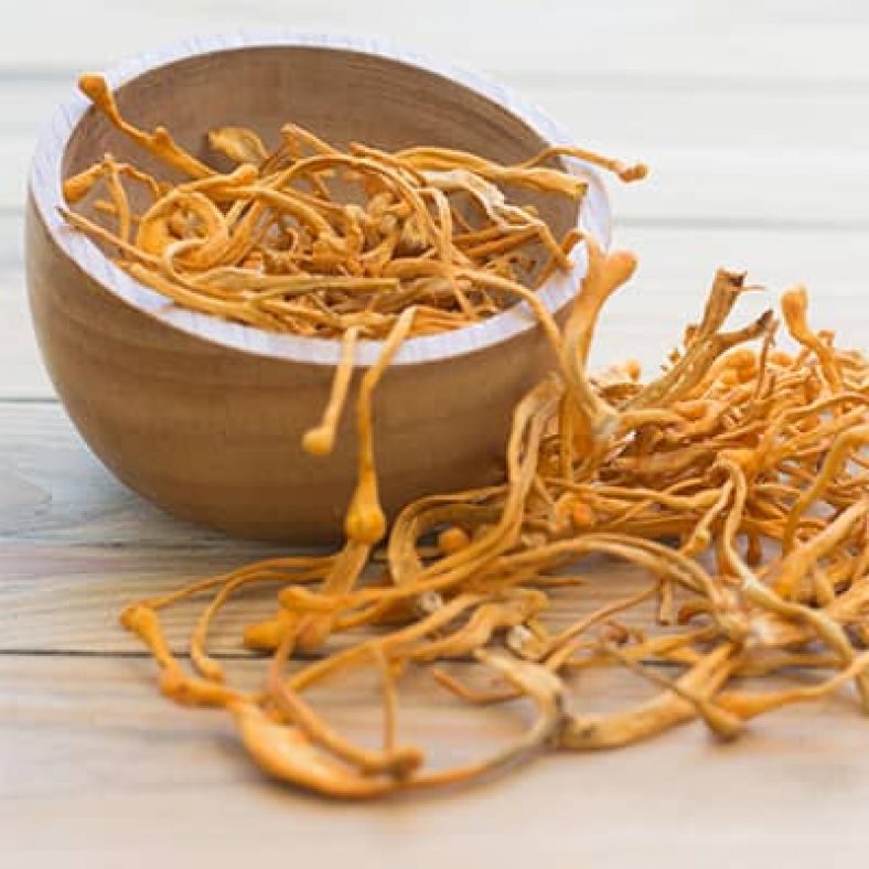 Los Grandes Beneficios Del Cordyceps Te Los Explicamos Aqui