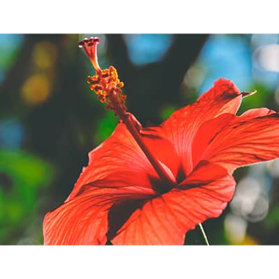 flor-de-jamaica-que-es