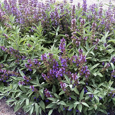 planta medicinal salvia